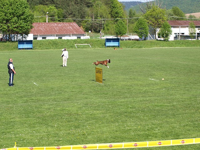 www.atibox.net * www.euroboxer.eu * www.boxergenealogia.eu
